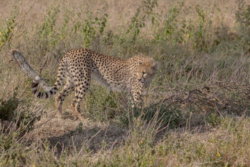 Chita - Cheetah Africa