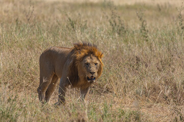 Leon, felino, Serengeti, Africa, Tanzania, naturaleza, salvaje, fotografia, Fauna, safari, emocion,...