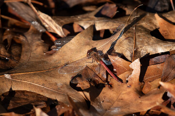 Autumn Meadowhawk