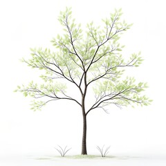 Obraz premium Young Spring Tree Isolated on White Green Leaves Nature Botany Plants Landscape Design Ecology