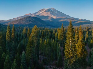 Majestic Mount Shasta at dawn, pine forest at its base. Stunning mountain scenery. , California, USA