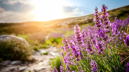 Fototapeta premium Sunset Lavender Field Path, Hilly Landscape, Provence, France, aromatherapy