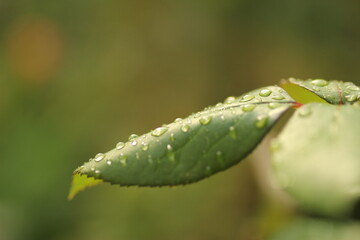 raindrops on a green leaf