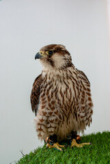 A vertical view of a male peregrine falcon (Falco peregrinus) is sitting on a perch with a white background.