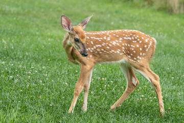 White-tailed Deer Fawn portrait in Meadow
