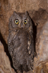 Assiolo (Otus scops) Owls - European scops owl, Otus scops, Sardinia, Italy