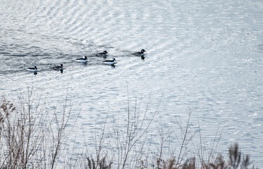 Bufflehead
