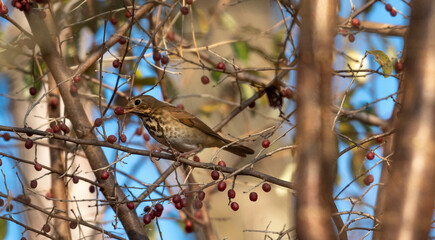 Hermit Thrush