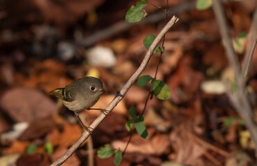 Ruby Crowned Kinglet