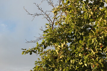 apple tree against the sky in summer in clear weather