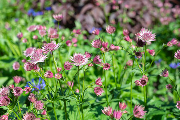Close up of pink astrantia major flowers in bloom