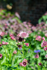 Close up of pink astrantia major flowers in bloom