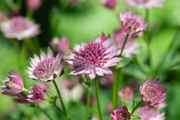 Close up of pink astrantia major flowers in bloom