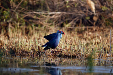 Obraz premium The grey-headed swamphen (Porphyrio poliocephalus) is a species of swamphen occurring from the Middle East and the Indian subcontinent
