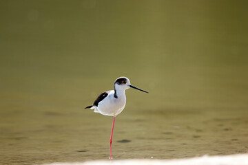 black-winged stilt is a widely distributed, very long-legged wader in the avocet and stilt family Recurvirostridae. Its scientific name, Himantopus himantopus