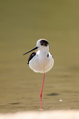 black-winged stilt is a widely distributed, very long-legged wader in the avocet and stilt family Recurvirostridae. Its scientific name, Himantopus himantopus