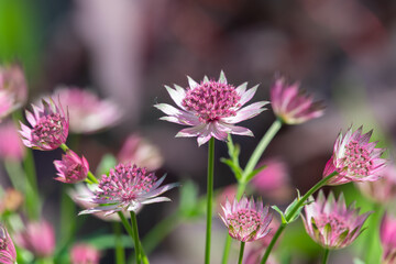 Fototapeta premium Close up of pink astrantia major flowers