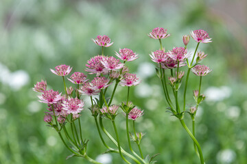 Close up of pink astrantia major flowers
