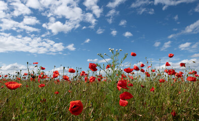 Landscape shot of red poppies blooming in summer against a blue sky. There are clouds in the sky. Chamomile grows between the poppies.