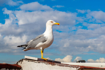 Beautiful white gull sitting on the roof in Istanbul. High quality photo