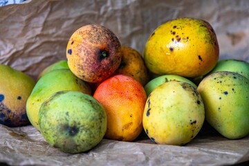 Rustic ripe country mangoes