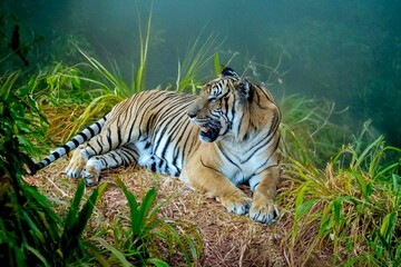endangered, tigers, bengal, tigris, large, aggressive, stripes, wild, jungle, animal, carnivore, tiger, predator, nature, feline, striped, wildlife, wildcat, hunter, cat, grass, mammal, head, beauty, 