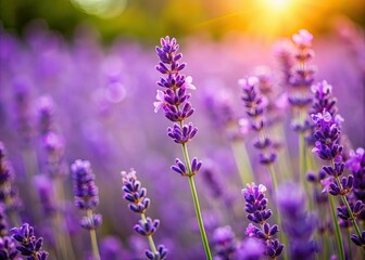 Fototapeta premium Deep Field Lavender Garden - AI Photography
