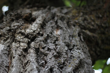tree bark close up