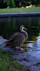 マミジロカルガモ