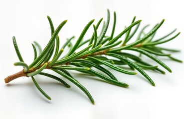 Fototapeta premium Fresh green rosemary leaf sprig isolated on white background. Aromatic herb ready for cooking. Natural organic seasoning. Versatile culinary ingredient. Healthy, flavorful. Botanical details