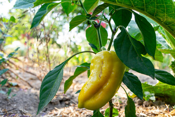 Bright yellow pepper growing in a garden under clear sky