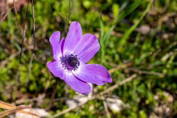 Wild purple anemone coronaria (windflower) flowers blooming in the Antalya, Turkey after the winter rains. Also known as spanish marigold or windflower.