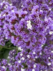 Fototapeta premium flowers in the garden