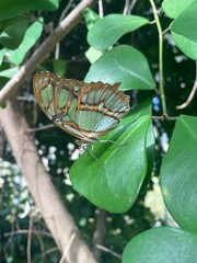 Green Butterfly on Leaf