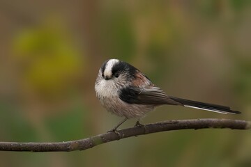 Obraz premium Long-tailed tit on a branch