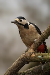 Great Spotted Woodpecker on a Tree Branch