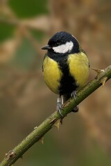 Great tit perched on a thorny branch