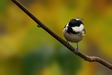 Chickadee on Branch with Autumn Backdrop