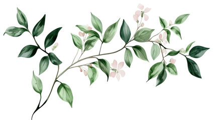 Fototapeta premium A branch leaves, accented by a few delicate White flowers. Transparent background.