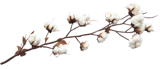 Cotton branch with fluffy white cotton bolls on a transparent background, 