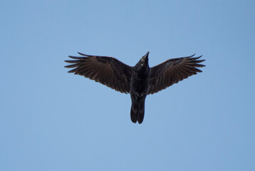 American Crow