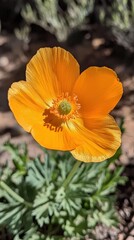 Orange poppy blooming in garden, sunlight. Nature photography for websites, blogs.