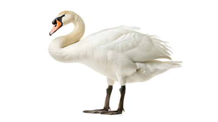 A graceful swan with its wings slightly spread, isolated on a white background