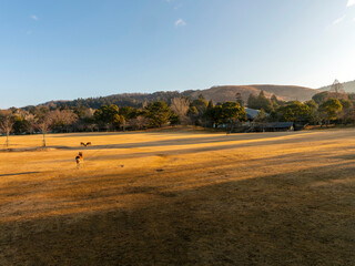 Fototapeta premium 朝日に照らされた奈良公園春日野園地