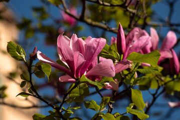 Close up of flowering Magnolia flowers on a tree in Gamla Stan, Stockholm