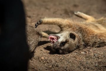 Meerkats (Suricata suricatta) or suricate fighting each other while playing. Close up photo of Meerkat showing teeth at Skansen