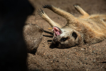 Meerkats (Suricata suricatta) or suricate fighting each other while playing. Close up photo of Meerkat showing teeth at Skansen