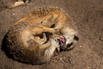 Meerkats (Suricata suricatta) or suricate fighting each other while playing. Close up photo of Meerkat showing teeth at Skansen