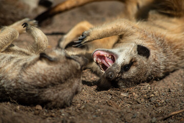 Meerkats (Suricata suricatta) or suricate fighting each other while playing. Close up photo of Meerkat showing teeth at Skansen