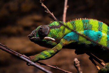 Close up of thoughtful Chameleon at Skansen in Stockholm, Sweden. High contrast lizard in bright green climbing on brown twigs